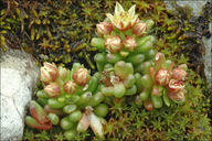 Sedum atratum ssp. carinthiacum