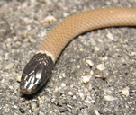 California Black Headed Snake