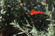 Sierra Salmon Hummingbird Fuchsia