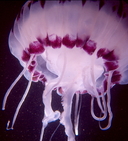 Pacific Coast Medusa