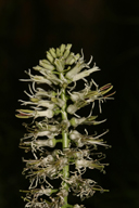 Thelypodium laciniatum
