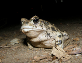 Anaxyrus boreas
