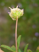 Trifolium stenophyllum