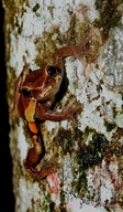 Dendropsophus luteoocellatus