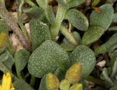 Physaria kingii ssp. kingii