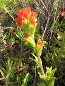 Wight's Indian Paintbrush