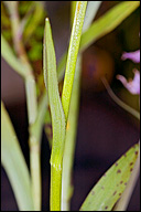 Dactylorhiza incarnata var. haematodes