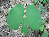 Sanguinaria canadensis