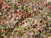 Ribes roezlii