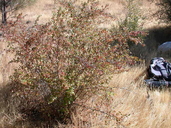 Ribes roezlii