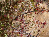 Ribes roezlii