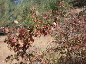 Ribes roezlii