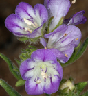 click for image enlargement