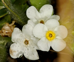 Plagiobothrys mollis var. mollis