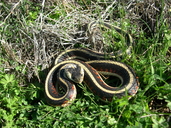 Thamnophis sirtalis fitchi