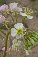 Camissonia claviformis ssp. integrior