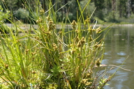 Carex viridula ssp. viridula