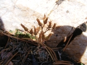 Dudleya abramsii ssp. affinis