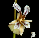 Streptanthus tortuosus var. tortuosus