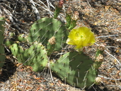 Brown Spined Prickly Pear