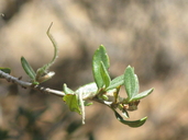 Cercocarpus ledifolius var. intermontanus