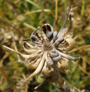 Calendula suffruticosa ssp. maritima