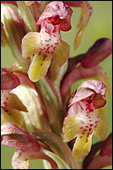 Orchis coriophora ssp. coriophora