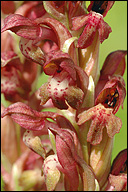 Orchis coriophora ssp. coriophora