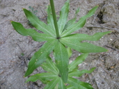 Photo of Lilium humboldtii ssp. ocellatum