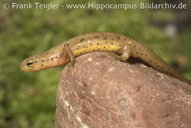 Notophthalmus viridescens