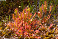 Drosera anglica