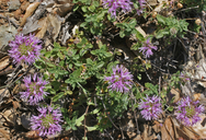 Monardella villosa ssp. villosa