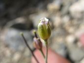 Broad Seeded Rock Cress