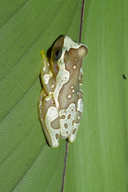 Dendropsophus ebraccatus