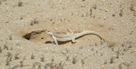 Norther Desert Iguana