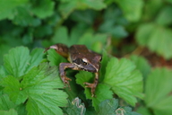 Rana dybowskii