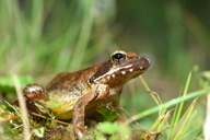 Rana dybowskii