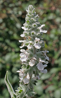 White-stem Hedge-nettle