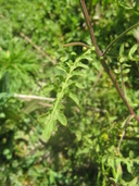 Rorippa curvisiliqua