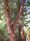 Taxus brevifolia