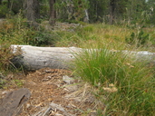 Photo of Carex scabriuscula