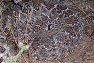 Crotalus atrox