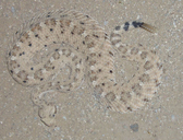 Crotalus cerastes