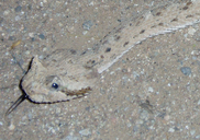Crotalus cerastes
