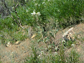 Argemone munita ssp. rotundata