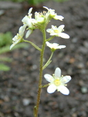Saxifraga paniculata ssp. neogaea