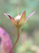 Scrophularia lanceolata