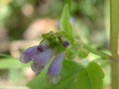 Scutellaria lateriflora