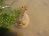 Tadpole Shrimp