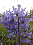 Camassia quamash